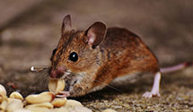 24 Hour & Emergency Exterminators in Warsaw, IN